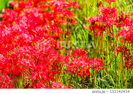 散歩の途中で見つけた秋の気配 131142434