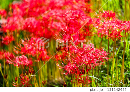 散歩の途中で見つけた秋の気配 131142435