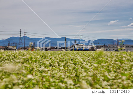 そば畑の中を走るえちぜん鉄道 131142439