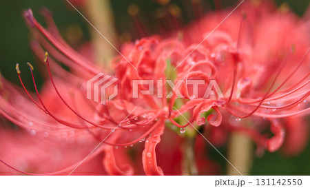 朝露の滴る彼岸花 131142550