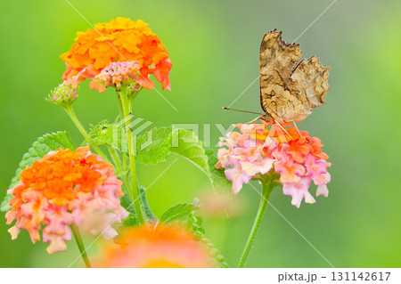 満開のランタナに留まるキタテハの夏型 131142617
