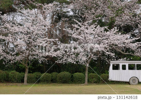 ときわ公園の満開の桜 131142618