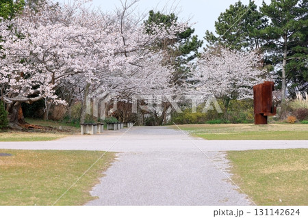 ときわ公園遊歩道沿いの桜並木 ときわ公園遊歩道沿いの桜並木 131142624