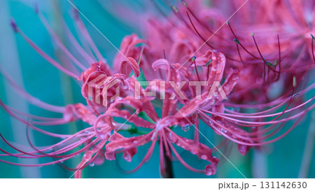 幻想的な彼岸花 131142630