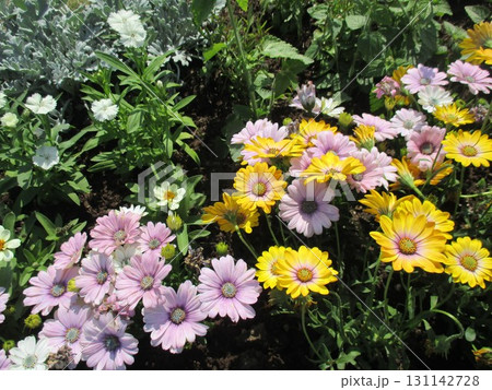 春の花壇に美しく咲き誇る、黄色やピンクが鮮やかなガザニアの花 131142728