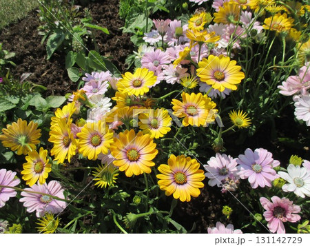 春の花壇に美しく咲き誇る、黄色やピンクが鮮やかなガザニアの花 131142729