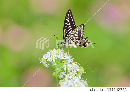 白い花に留まるナミアゲハ 131142753