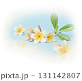 プルメリアの花と葉 水彩画風 131142807