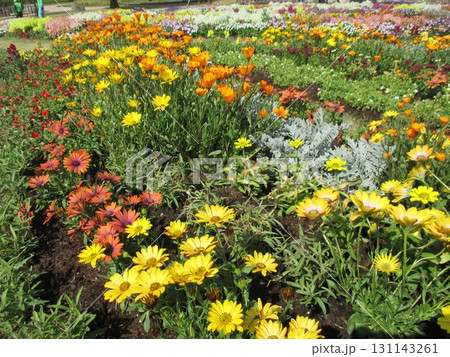 春の花壇に美しく咲き誇る、黄色やオレンジが鮮やかなガザニアの花 春の花壇に美しく咲き誇る、黄色やオレンジが鮮やかなガザニアの花 131143261