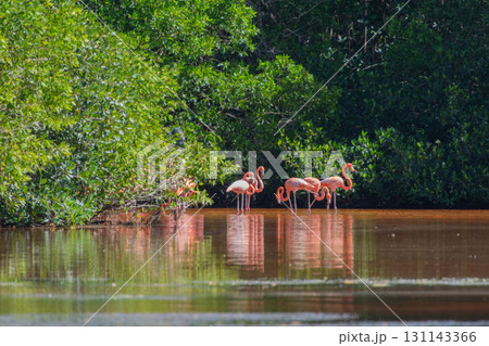 セレストゥン自然公園のフラミンゴ ― メキシコの絶景 131143366