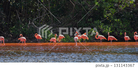 セレストゥン自然公園のフラミンゴ ― メキシコの絶景 セレストゥン自然公園のフラミンゴ ― メキシコの絶景 131143367