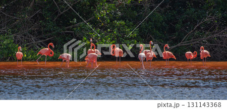 セレストゥン自然公園のフラミンゴ ― メキシコの絶景 131143368