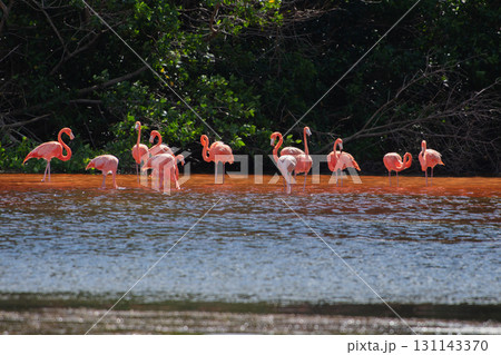 セレストゥン自然公園のフラミンゴ ― メキシコの絶景 セレストゥン自然公園のフラミンゴ ― メキシコの絶景 131143370