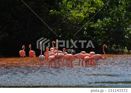セレストゥン自然公園のフラミンゴ ― メキシコの絶景 131143372