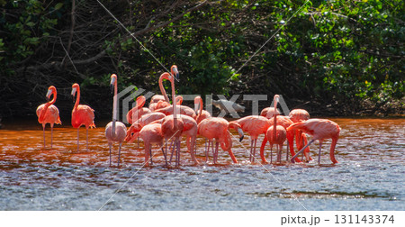 セレストゥン自然公園のフラミンゴ ― メキシコの絶景 131143374