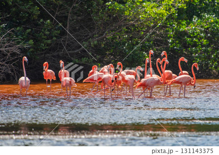 セレストゥン自然公園のフラミンゴ ― メキシコの絶景 セレストゥン自然公園のフラミンゴ ― メキシコの絶景 131143375