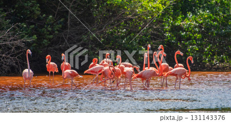 セレストゥン自然公園のフラミンゴ ― メキシコの絶景 セレストゥン自然公園のフラミンゴ ― メキシコの絶景 131143376