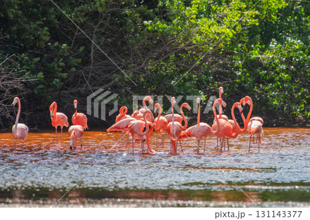 セレストゥン自然公園のフラミンゴ ― メキシコの絶景 131143377