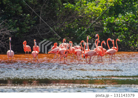セレストゥン自然公園のフラミンゴ ― メキシコの絶景 131143379