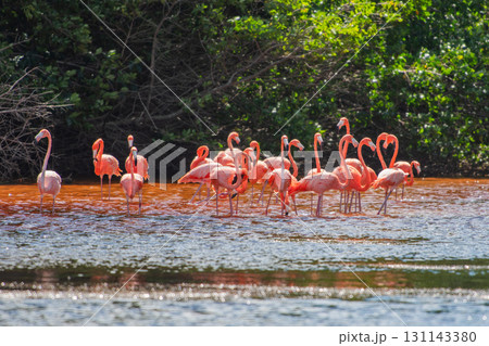 セレストゥン自然公園のフラミンゴ ― メキシコの絶景 セレストゥン自然公園のフラミンゴ ― メキシコの絶景 131143380