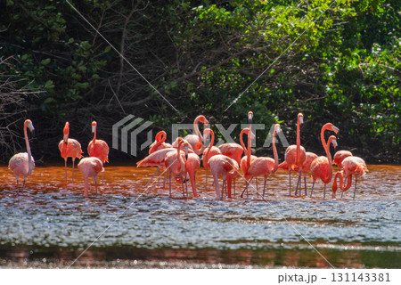 セレストゥン自然公園のフラミンゴ ― メキシコの絶景 セレストゥン自然公園のフラミンゴ ― メキシコの絶景 131143381