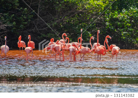セレストゥン自然公園のフラミンゴ ― メキシコの絶景 131143382
