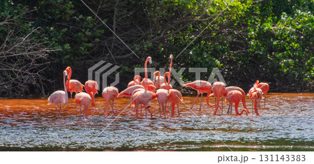 セレストゥン自然公園のフラミンゴ ― メキシコの絶景 131143383