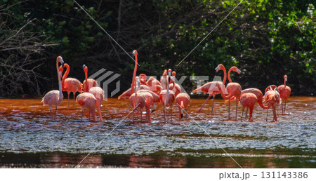 セレストゥン自然公園のフラミンゴ ― メキシコの絶景 131143386