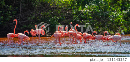 セレストゥン自然公園のフラミンゴ ― メキシコの絶景 131143387