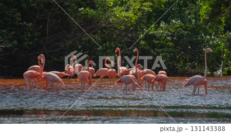 セレストゥン自然公園のフラミンゴ ― メキシコの絶景 131143388