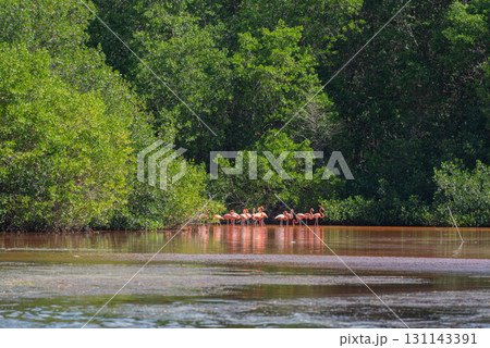 セレストゥン自然公園のフラミンゴ ― メキシコの絶景 131143391