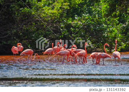 セレストゥン自然公園のフラミンゴ ― メキシコの絶景 131143392