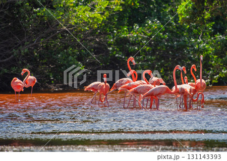 セレストゥン自然公園のフラミンゴ ― メキシコの絶景 131143393