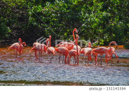 セレストゥン自然公園のフラミンゴ ― メキシコの絶景 131143394