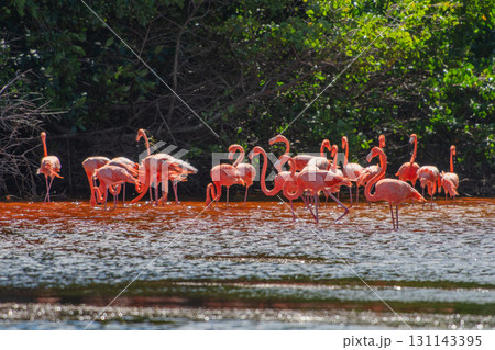 セレストゥン自然公園のフラミンゴ ― メキシコの絶景 131143395
