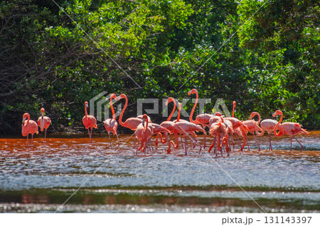 セレストゥン自然公園のフラミンゴ ― メキシコの絶景 131143397