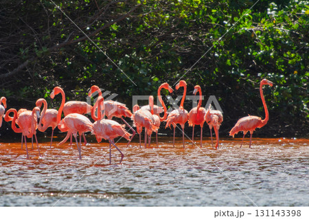 セレストゥン自然公園のフラミンゴ ― メキシコの絶景 セレストゥン自然公園のフラミンゴ ― メキシコの絶景 131143398