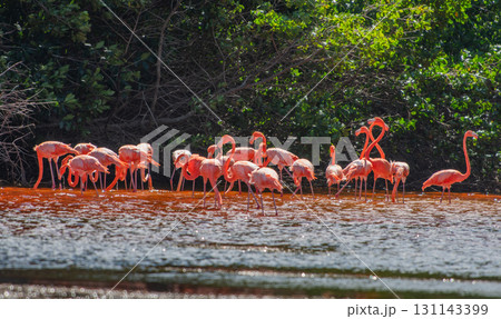 セレストゥン自然公園のフラミンゴ ― メキシコの絶景 131143399