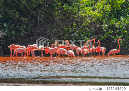 セレストゥン自然公園のフラミンゴ ― メキシコの絶景 131143400
