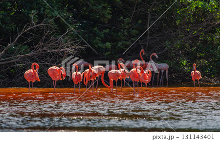 セレストゥン自然公園のフラミンゴ ― メキシコの絶景 131143401