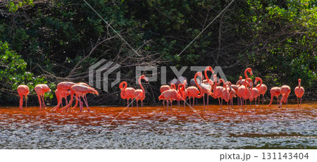 セレストゥン自然公園のフラミンゴ ― メキシコの絶景 セレストゥン自然公園のフラミンゴ ― メキシコの絶景 131143404