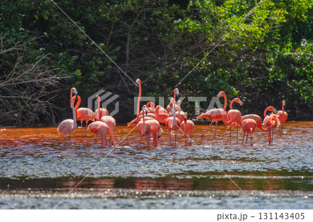 セレストゥン自然公園のフラミンゴ ― メキシコの絶景 131143405