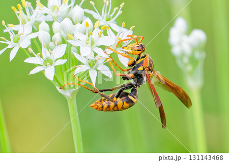 花の蜜を食べるセグロアシナガバチ 花の蜜を食べるセグロアシナガバチ 131143468