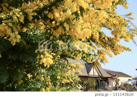 ふわふわミモザの木 131143620