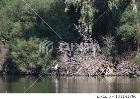 White herons fly over the water. A pond with waterfowl in the middle of a public park. White herons fly over the water. A pond with waterfowl in the middle of a public park. 131143760