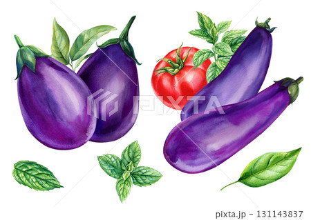 Eggplants with tomato and mint leaves watercolor illustration fresh organic vegetables healthy summer food design Eggplants with tomato and mint leaves watercolor illustration fresh organic vegetables healthy summer food design 131143837