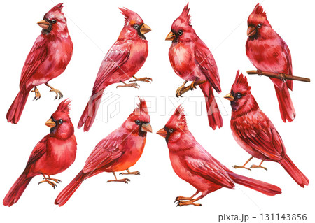 Set of red cardinal birds watercolor illustration isolated on white background woodland songbirds wildlife art 131143856