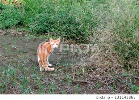 草むらから出てくる野良猫 草むらから出てくる野良猫 131143865