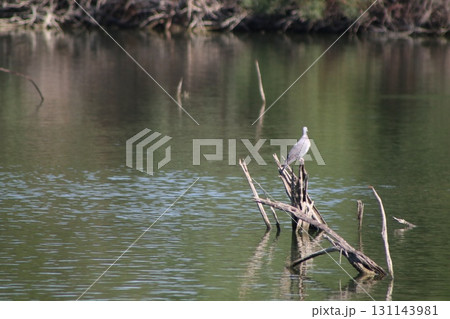 A wild pigeon perches on tree branches. A pond with waterfowl is in the middle of a public park. 131143981