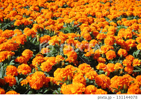 一面のマリーゴールド  131144078